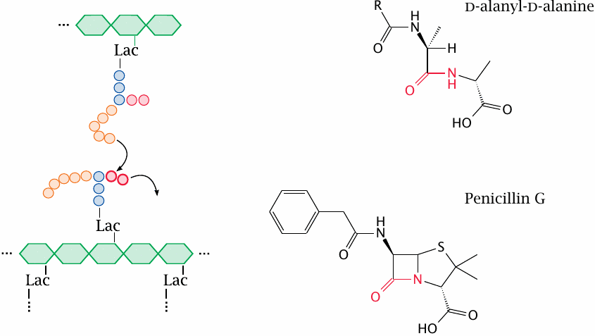 β-Lactam antibiotics resemble the substrate of the transpeptidase
                    reaction