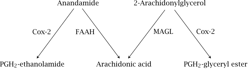 Degradation of endocannabinoids