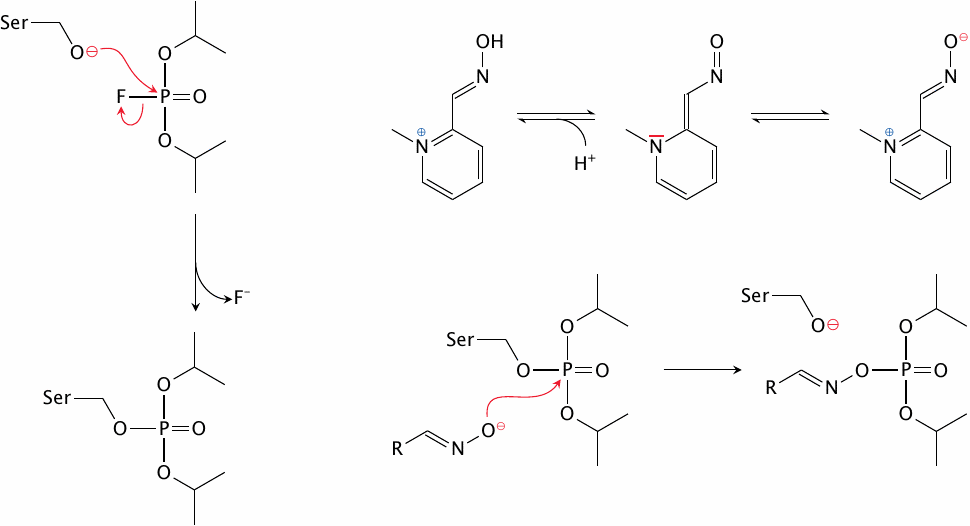 Covalent inactivation of cholinesterase by DFP, and its reactivation
                    by pralidoxime