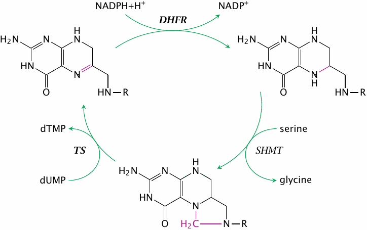 Blockade of dihydrofolate reductase also inhibits thymidylate
                    synthesis