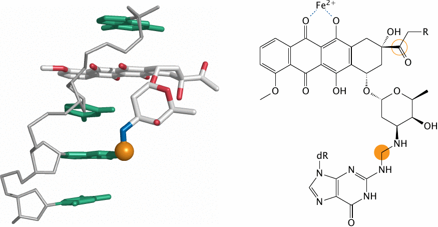 Reaction of daunorubicin with DNA