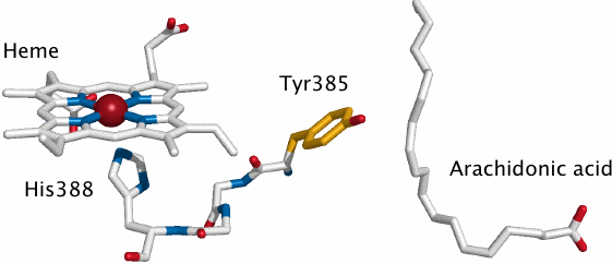 Interaction between the cyclooxygenase and peroxidase sites