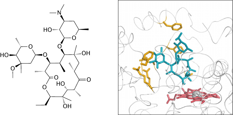 Erythromycin bound to the active site of cytochrome P450