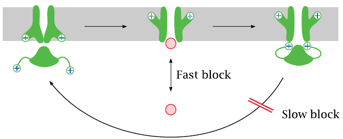 Fast and slow channel block