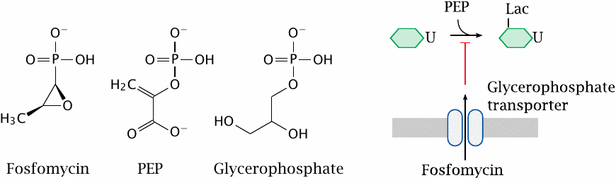 Fosfomycin mimics both phosphoenolpyruvate and glycerophosphate