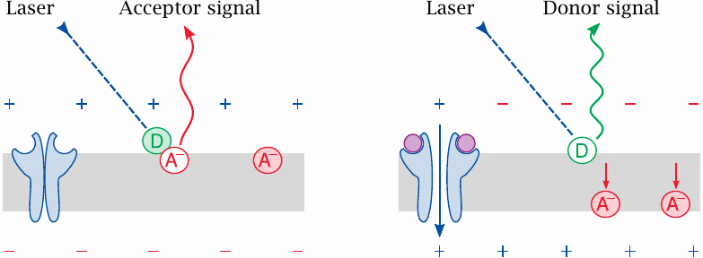 A cell-based fluorescence assay of membrane depolarization