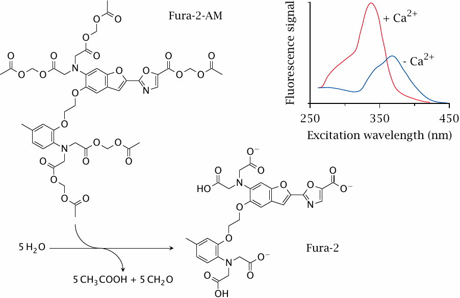 A fluorescence assay of Ca++ influx