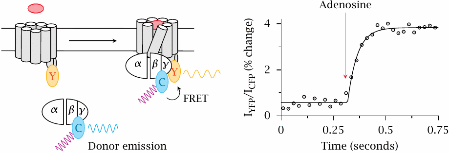FRET detection of G protein binding to adenosine receptors