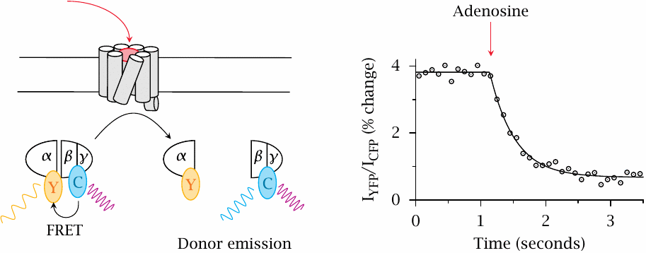 FRET detection of G protein dissociation