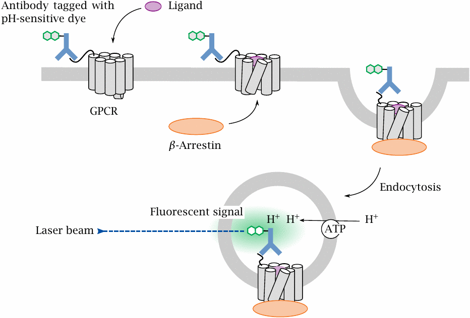 A generic assay for GPCR activation