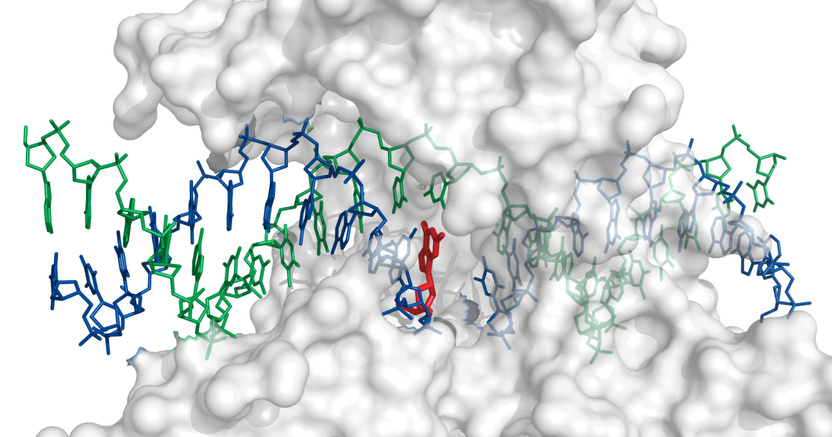 Topotecan bound to topoisomerase I and DNA