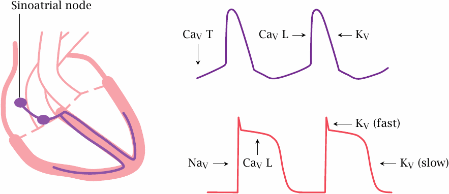 Voltage-gated channels and action potentials in the heart