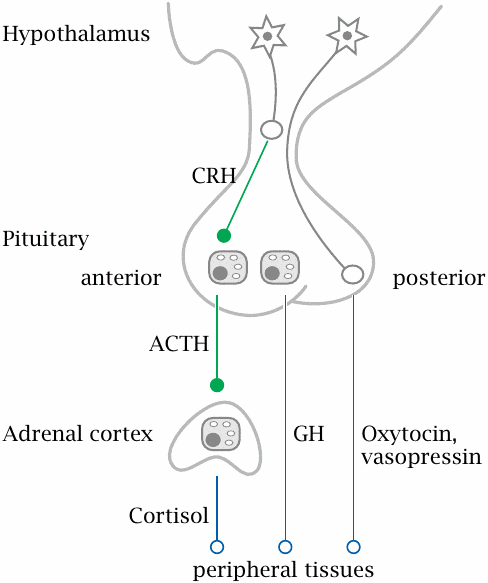 The hypothalamic-pituitary axis