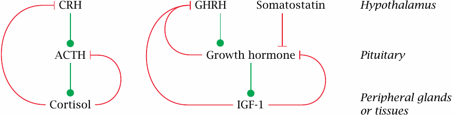 Regulatory patterns in the hypothalamic-pituitary axis