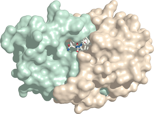Protein structure-based drug discovery: HIV protease bound to its
                    inhibitor saquinavir