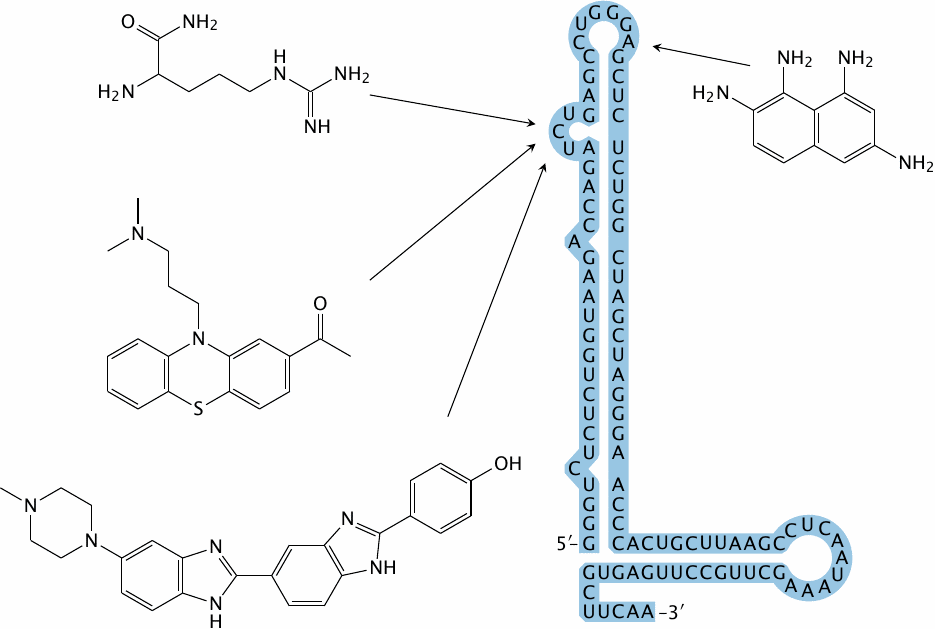 The HIV transactivation-responsive region (TAR)