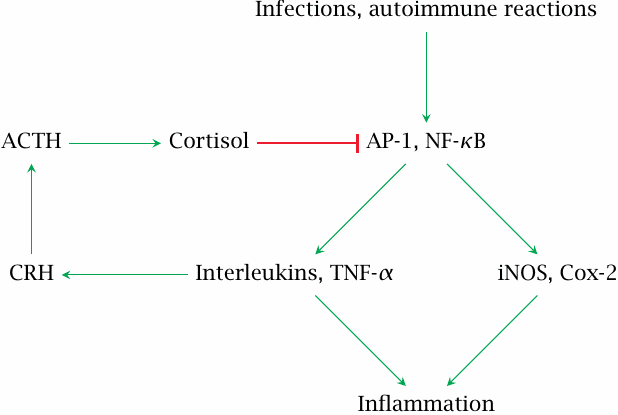 Glucocorticoids control inflammation via transrepression