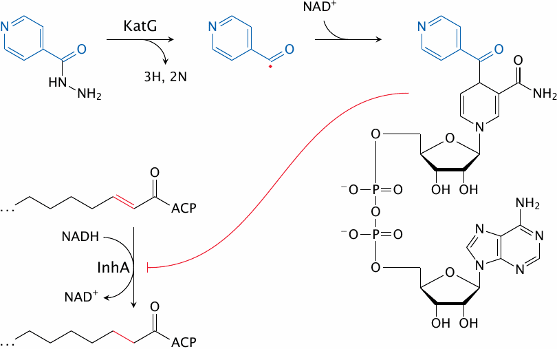 Action mechanism of isoniazid (INH)