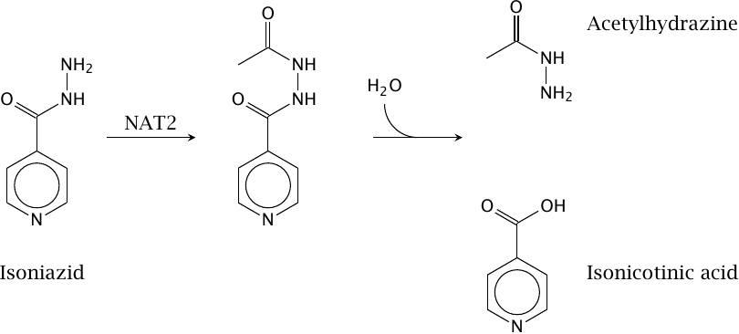 Acetylation of INH by N-acetyltransferase 2 (NAT 2)