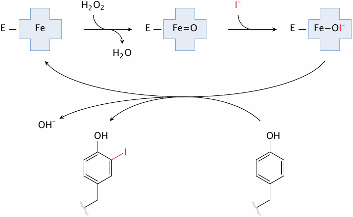 Tyrosine side chain iodination by thyroid peroxidase