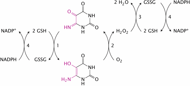 Redox cycling of isouramil