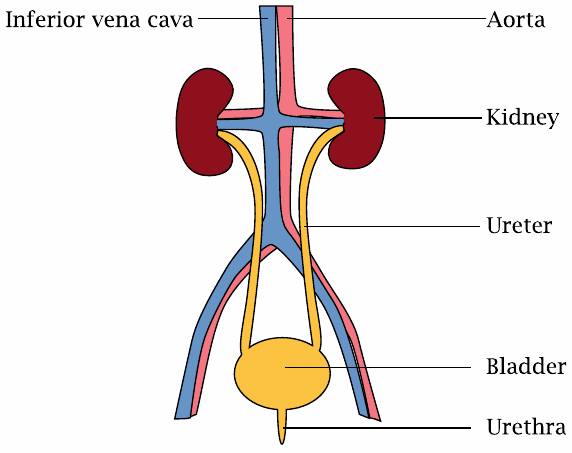 Location and perfusion of the kidneys