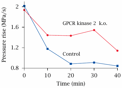GPCR kinase 2 knockout attenuates tachyphylaxis of cardial
                    β-receptors