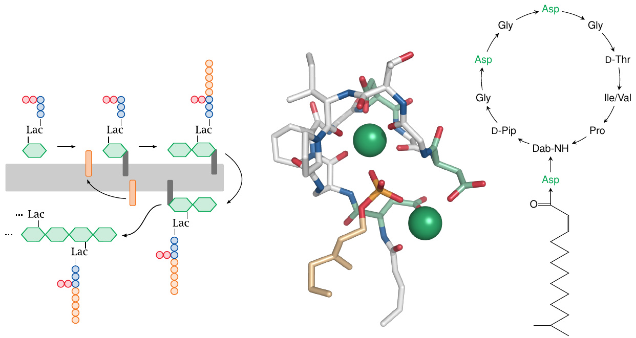 The lipopeptide laspartomycin sequesters undecaprenol phosphate