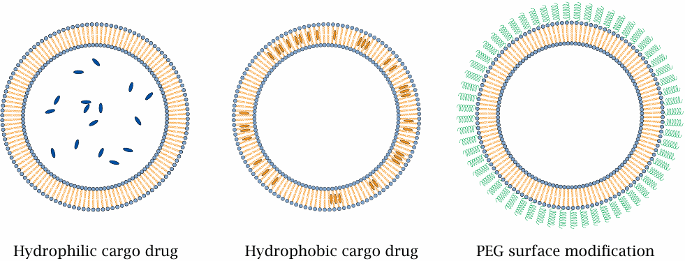 Liposomes as drug delivery vehicles