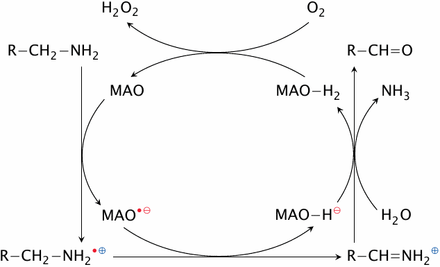 Reaction mechanism of monoamine oxidase (MAO)