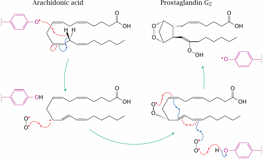 Reactions in the cyclooxygenase site
