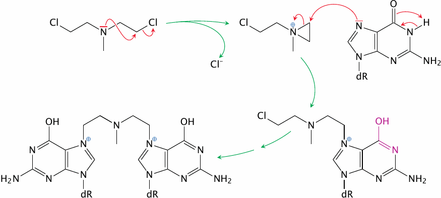 Reaction of mechlorethamine with DNA