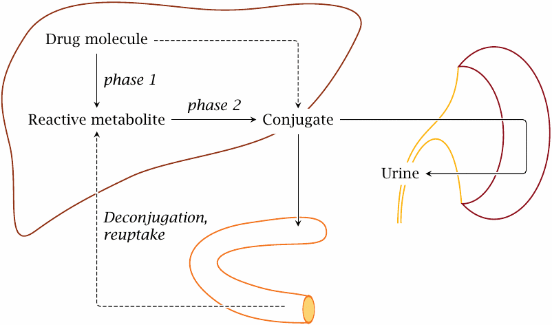 With many drugs, metabolic transformation facilitates excretion