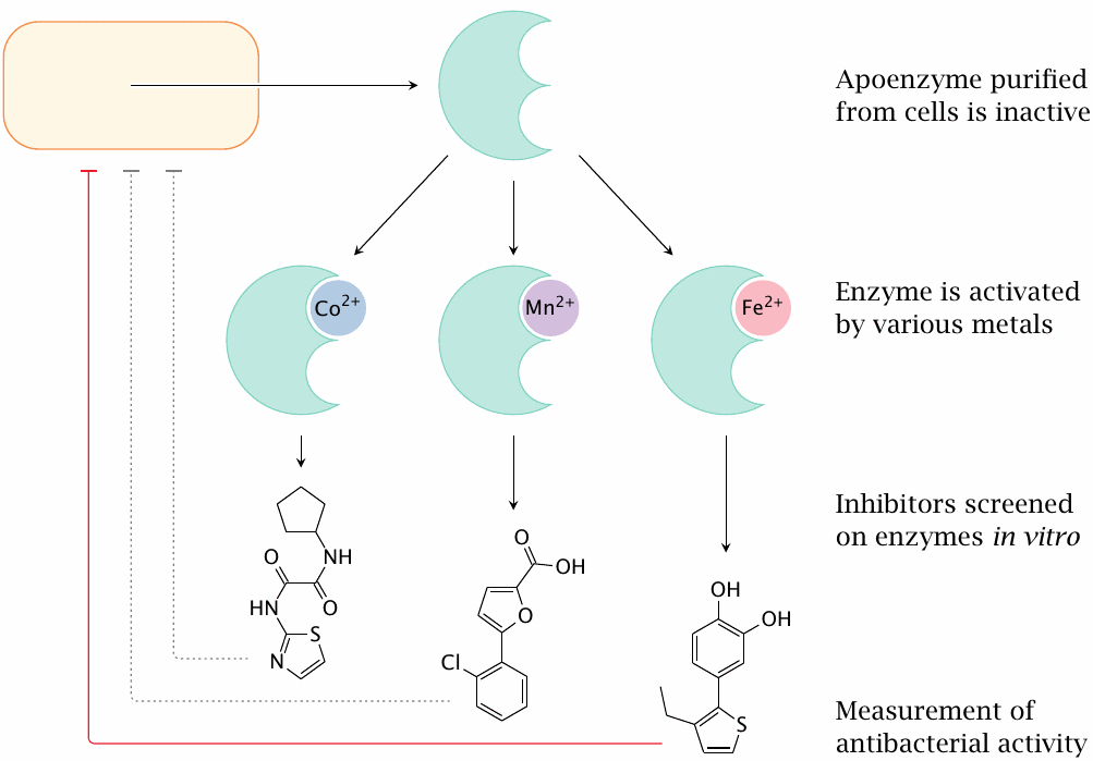 In vitro screening of Met aminopeptidase inhibitors