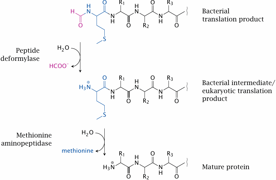 Peptide deformylase and Met aminopeptidase
