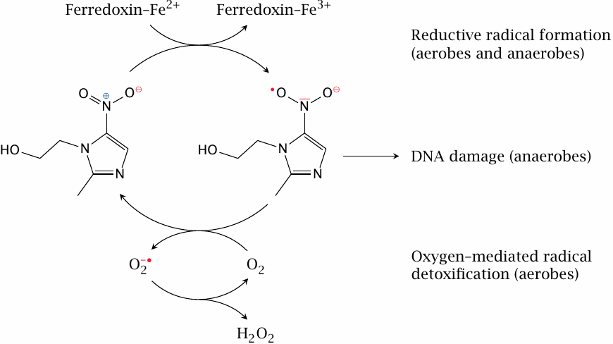 Action mechanism and selective toxicity of nitroimidazoles