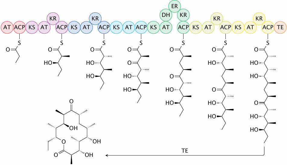 Structure of native 6-deoxyerythronolide B synthase