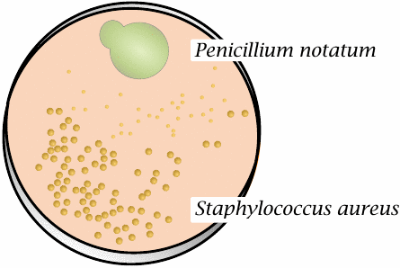 Drug discovery by accident (2): The discovery of penicillin