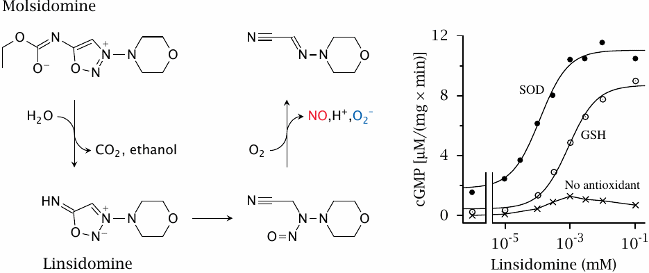 NO release by molsidomine