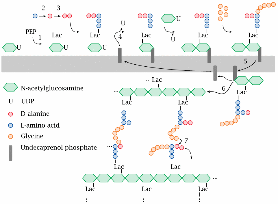 Outline of bacterial murein synthesis