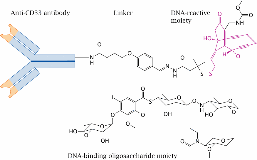 A calicheamicin-antibody conjugate