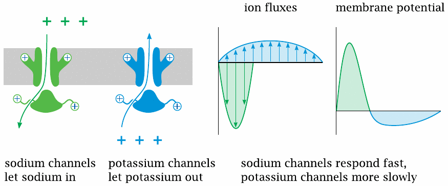 Voltage-gated potassium channels extinguish the action potential