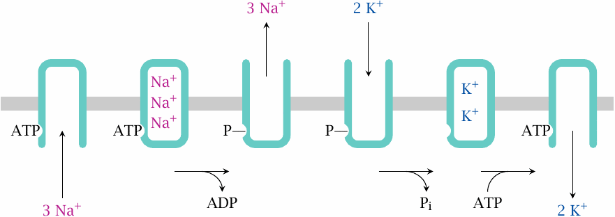 Functional cycle of Na+/K+-ATPase