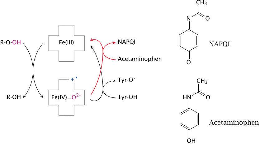 Priming of the active site tyrosine radical, and the action mode of
                    acetaminophen