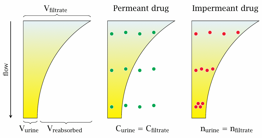 A drug’s rate of urinary excretion depends on its membrane
                    permeability