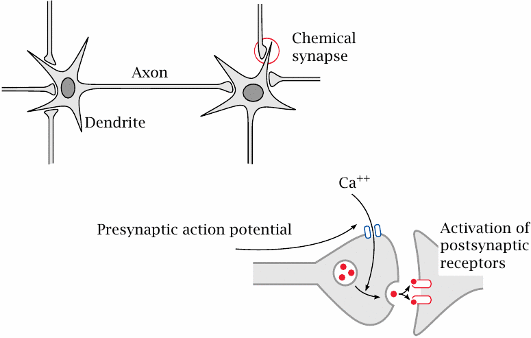 Neurons and synapses