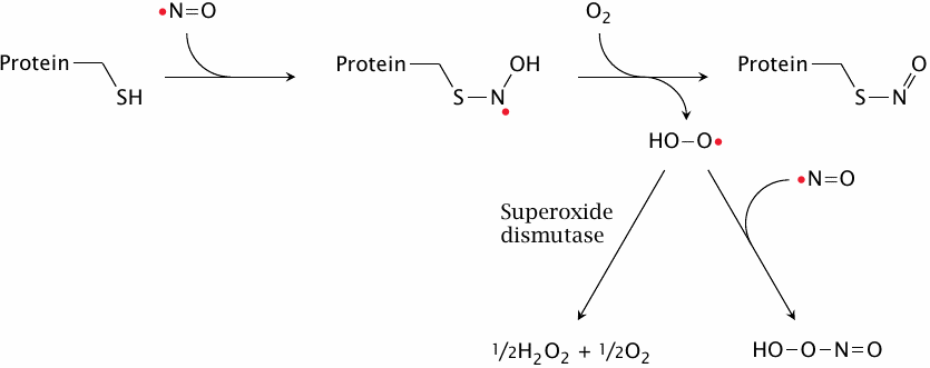 S-nitrosylation of cysteine residues in proteins by NO