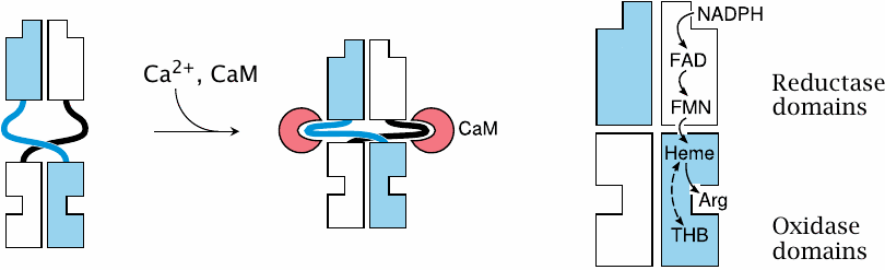 Activation of NOS by calcium and calmodulin