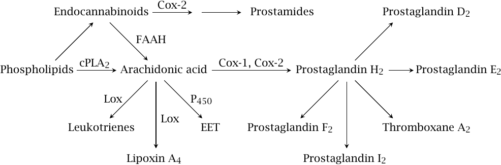 Pathways and key enzymes in eicosanoid synthesis