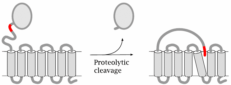 Protease-activated GPCRs